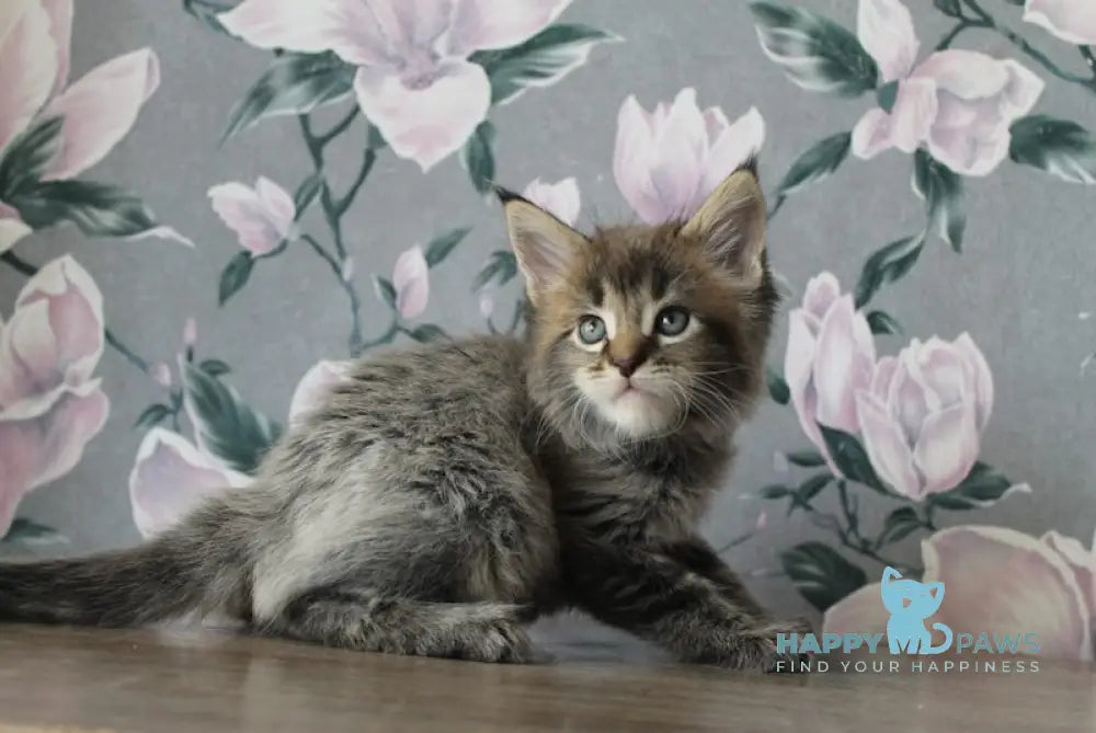 Furor Maine Coon male black tabby live animals