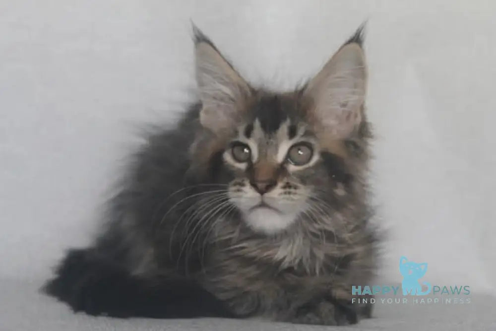Furor Maine Coon male black tabby live animals