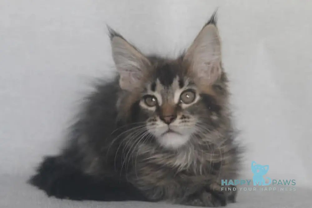 Furor Maine Coon male black tabby live animals