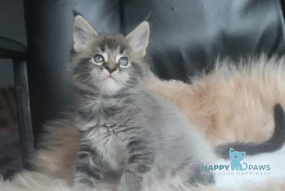 Furor Maine Coon male black tabby live animals