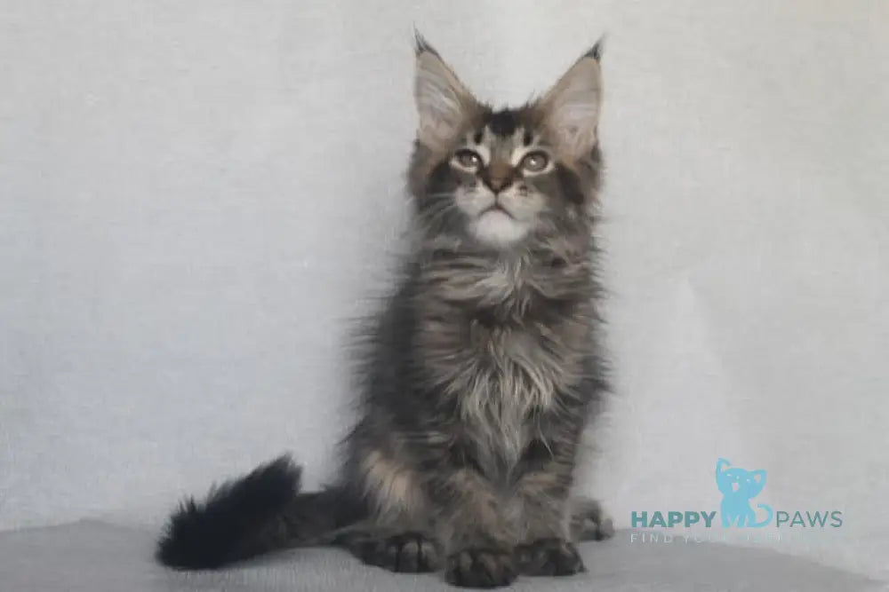 Furor Maine Coon male black tabby live animals
