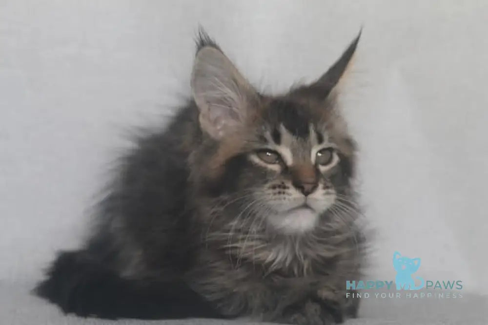 Furor Maine Coon male black tabby live animals