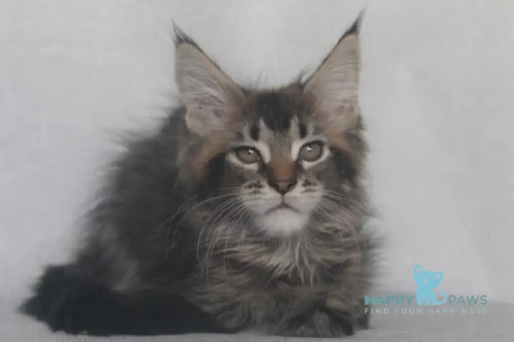 Furor Maine Coon male black tabby live animals