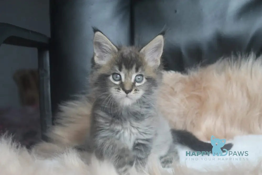 Furor Maine Coon male black tabby live animals