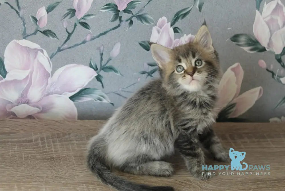 Furor Maine Coon male black tabby live animals