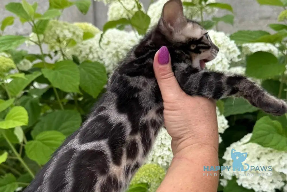 Furrow Bengal male black spotted tabby charcoal live animals