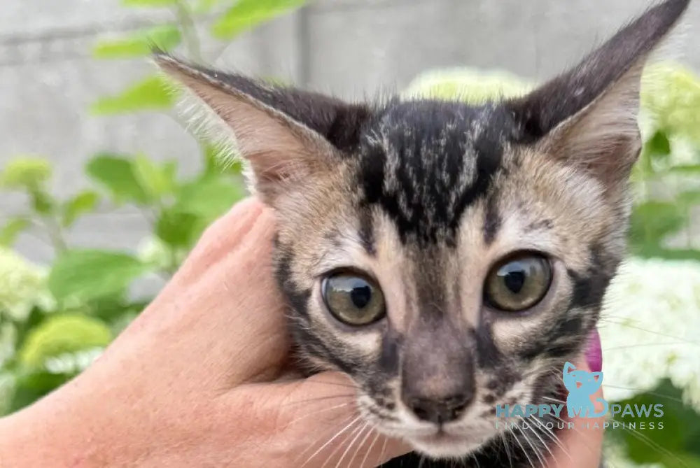 Furrow Bengal male black spotted tabby charcoal live animals