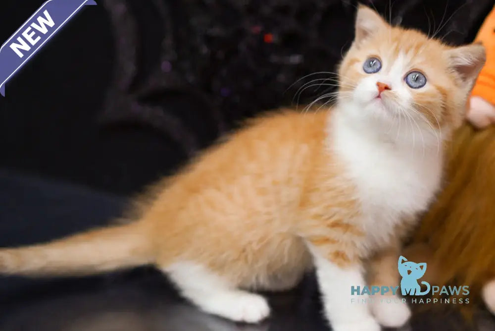 Fusion Scottish Straight male red spotted tabby bicolour live animals
