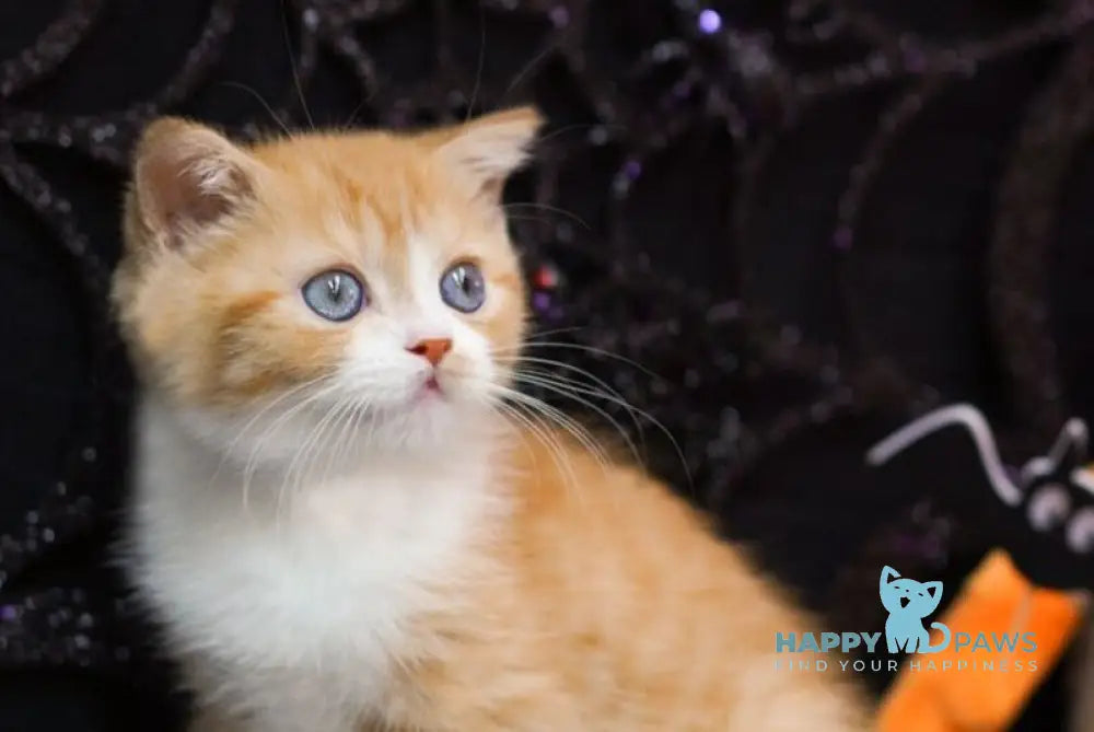 Fusion Scottish Straight male red spotted tabby bicolour live animals