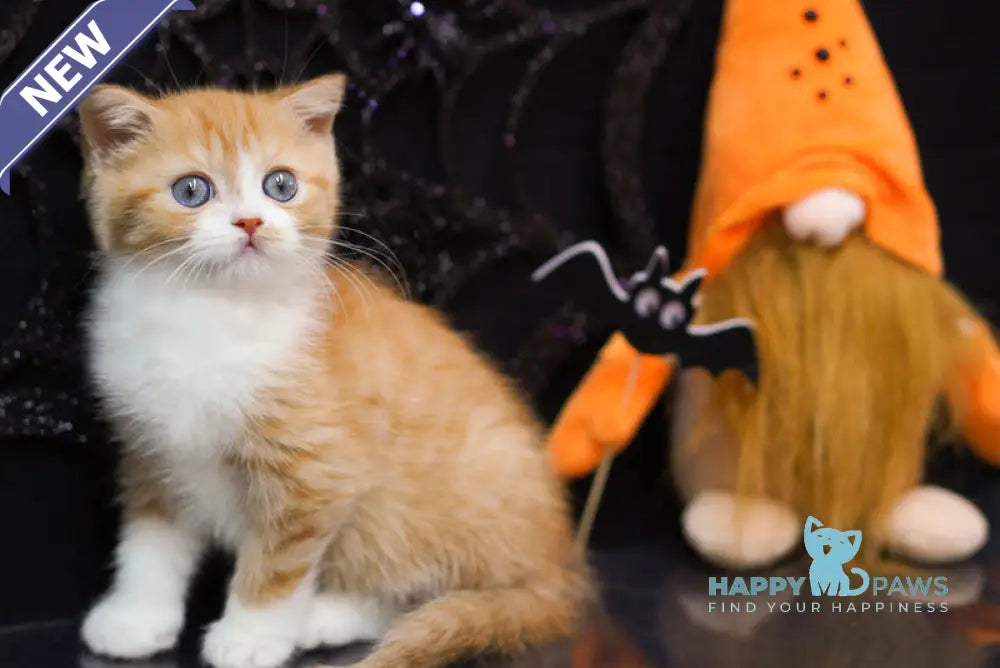 Fusion Scottish Straight male red spotted tabby bicolour live animals