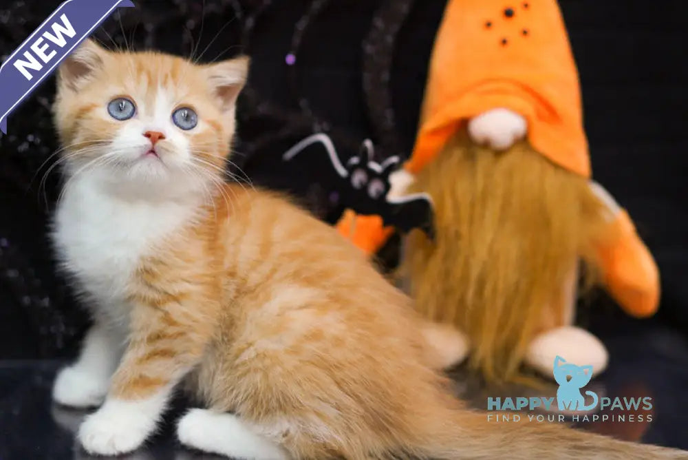 Fusion Scottish Straight male red spotted tabby bicolour live animals