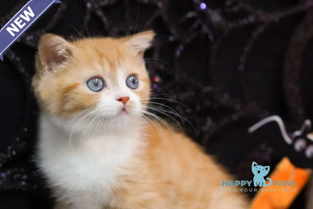 Fusion Scottish Straight male red spotted tabby bicolour live animals