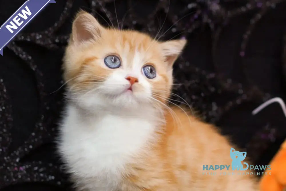 Fusion Scottish Straight male red spotted tabby bicolour live animals
