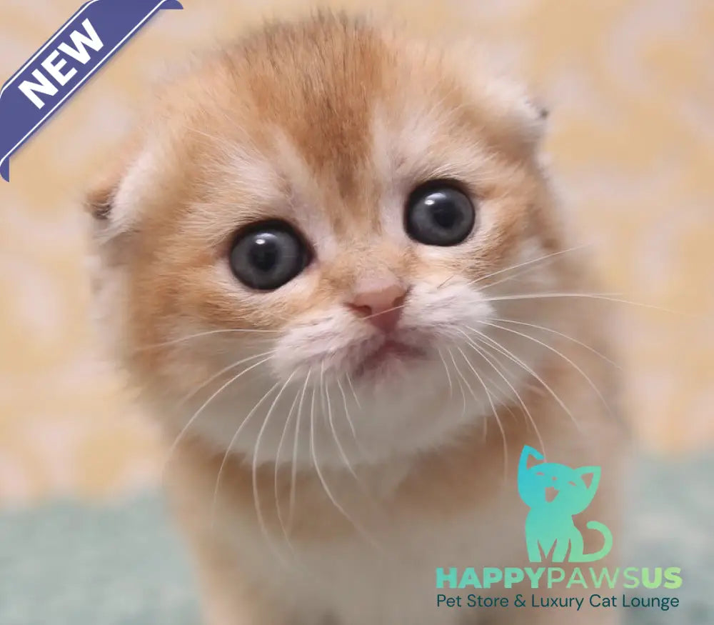 Gabbi Scottish Fold female black golden shaded - live animals