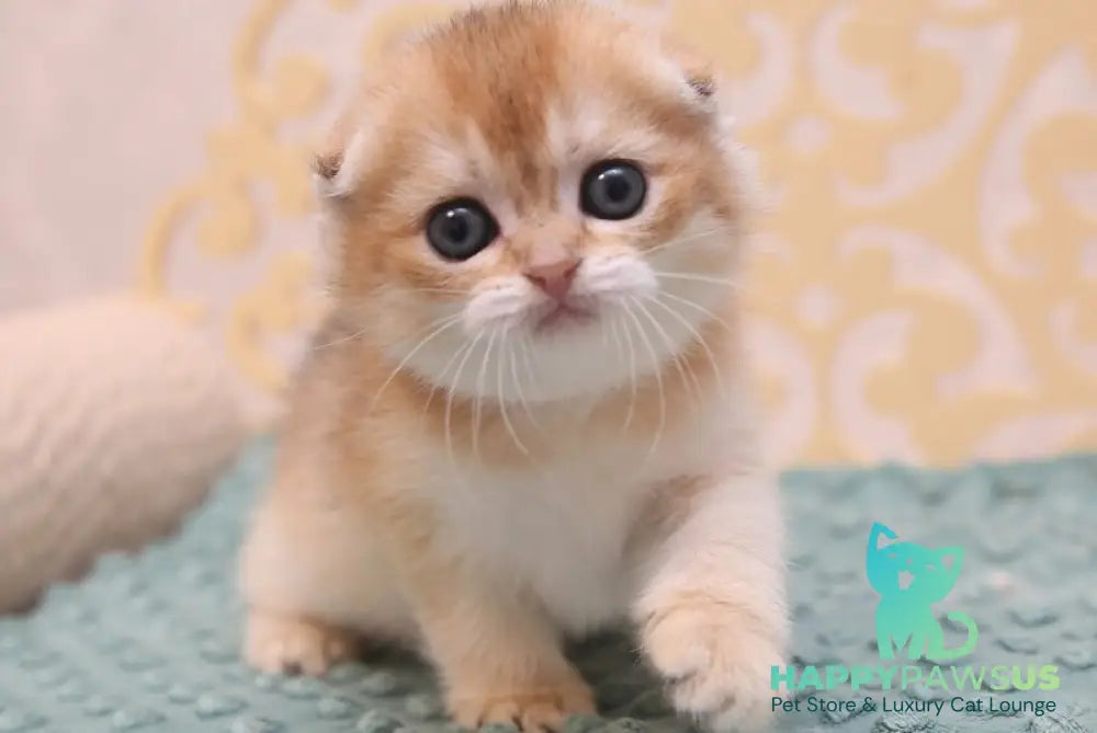 Gabbi Scottish Fold female black golden shaded - live animals
