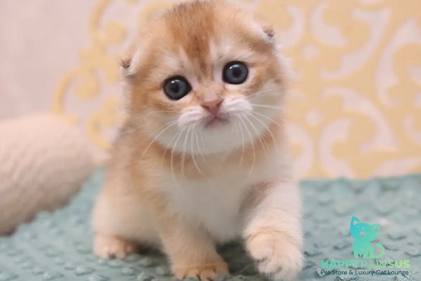 Gabbi Scottish Fold female black golden shaded - live animals