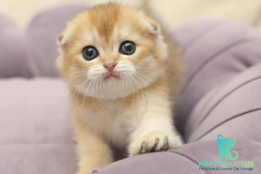 Gabbi Scottish Fold female black golden shaded - live animals