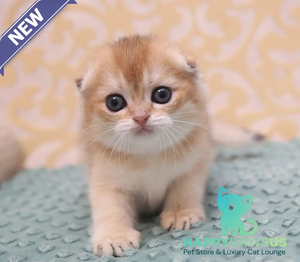 Gabbi Scottish Fold female black golden shaded - live animals