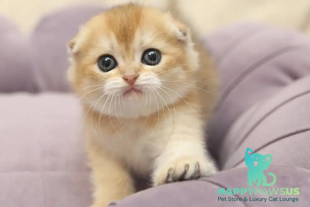 Gabbi Scottish Fold female black golden shaded - live animals