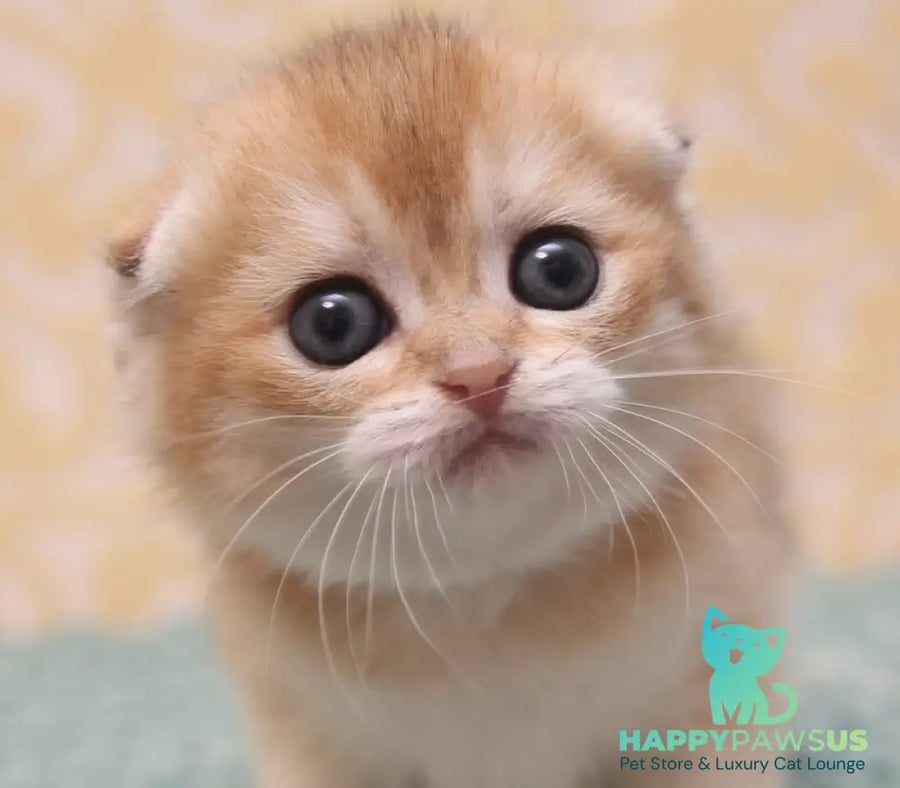 Gabbi Scottish Fold female black golden shaded - live animals