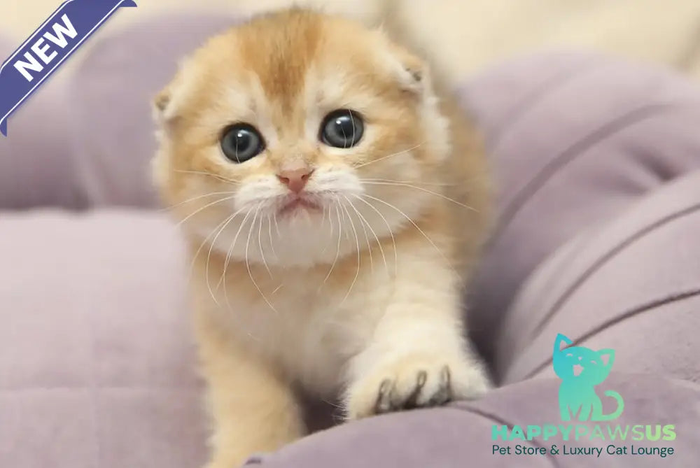 Gabbi Scottish Fold female black golden shaded - live animals