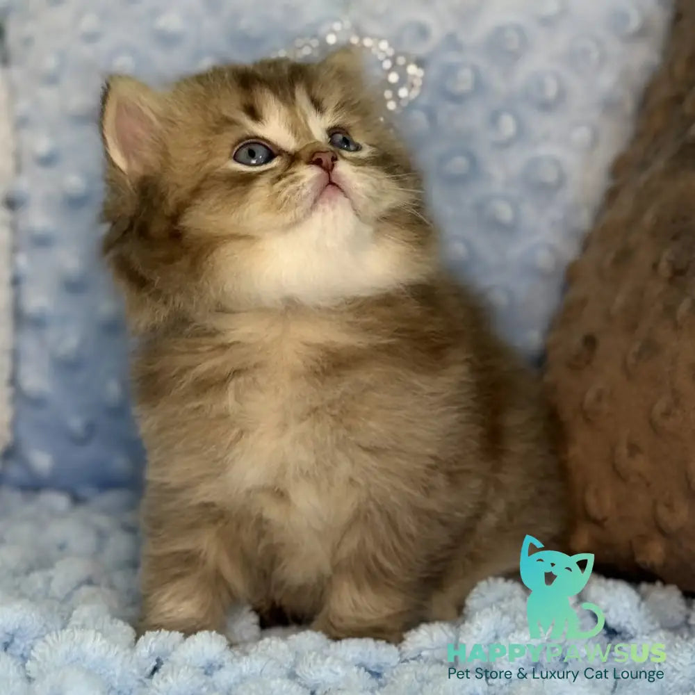 Gabbi Scottish Straight male chocolate ticked tabby - live animals
