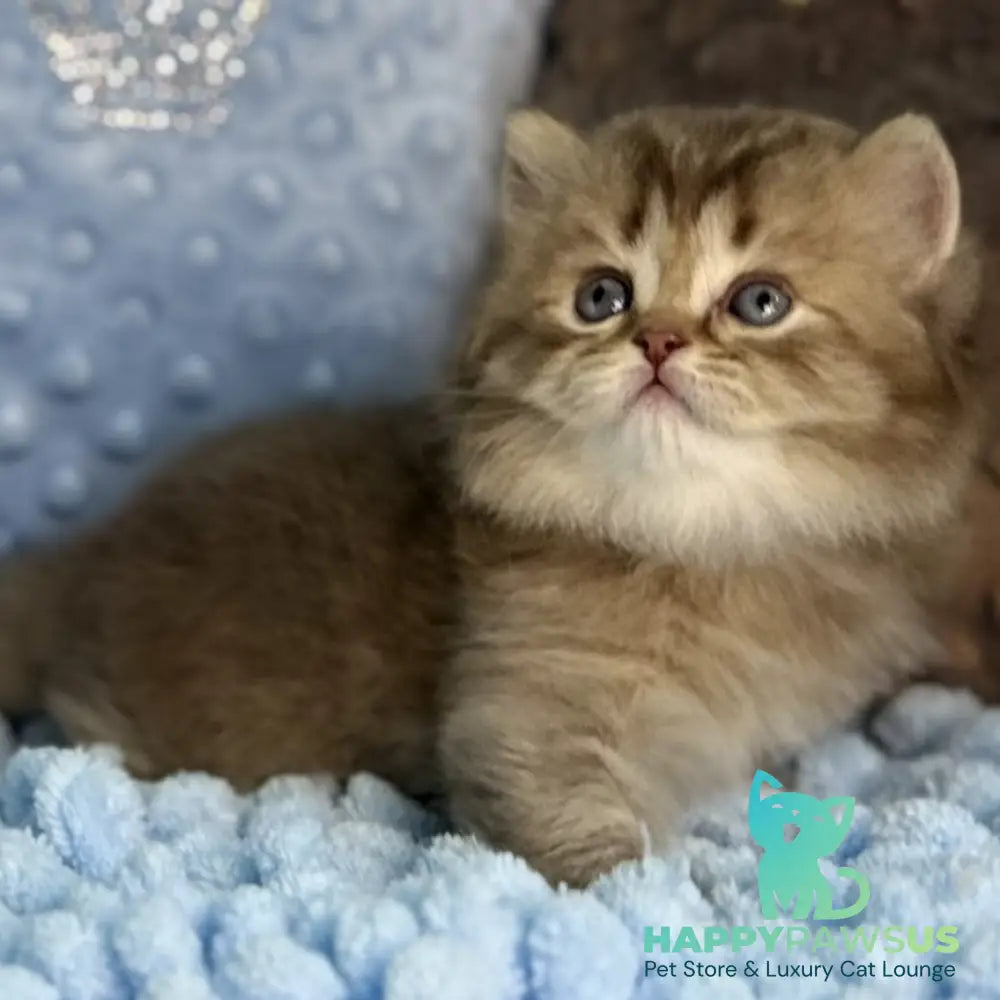 Gabbi Scottish Straight male chocolate ticked tabby - live animals