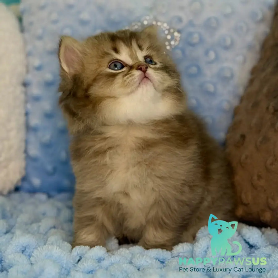 Gabbi Scottish Straight male chocolate ticked tabby - live animals