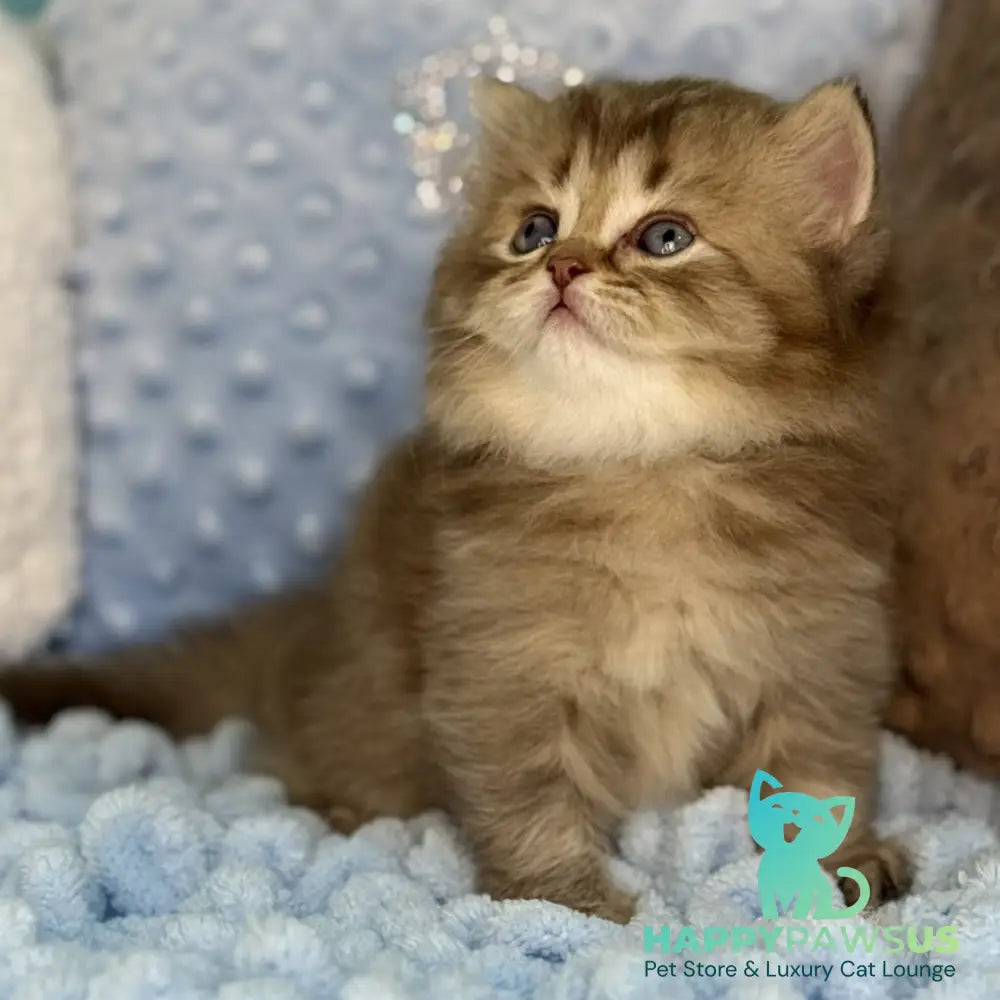 Gabbi Scottish Straight male chocolate ticked tabby - live animals