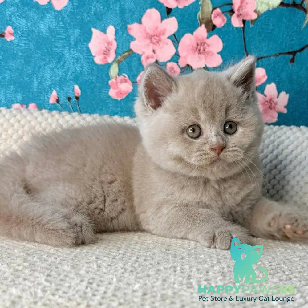 Gabby British Shorthair male fawn - live animals
