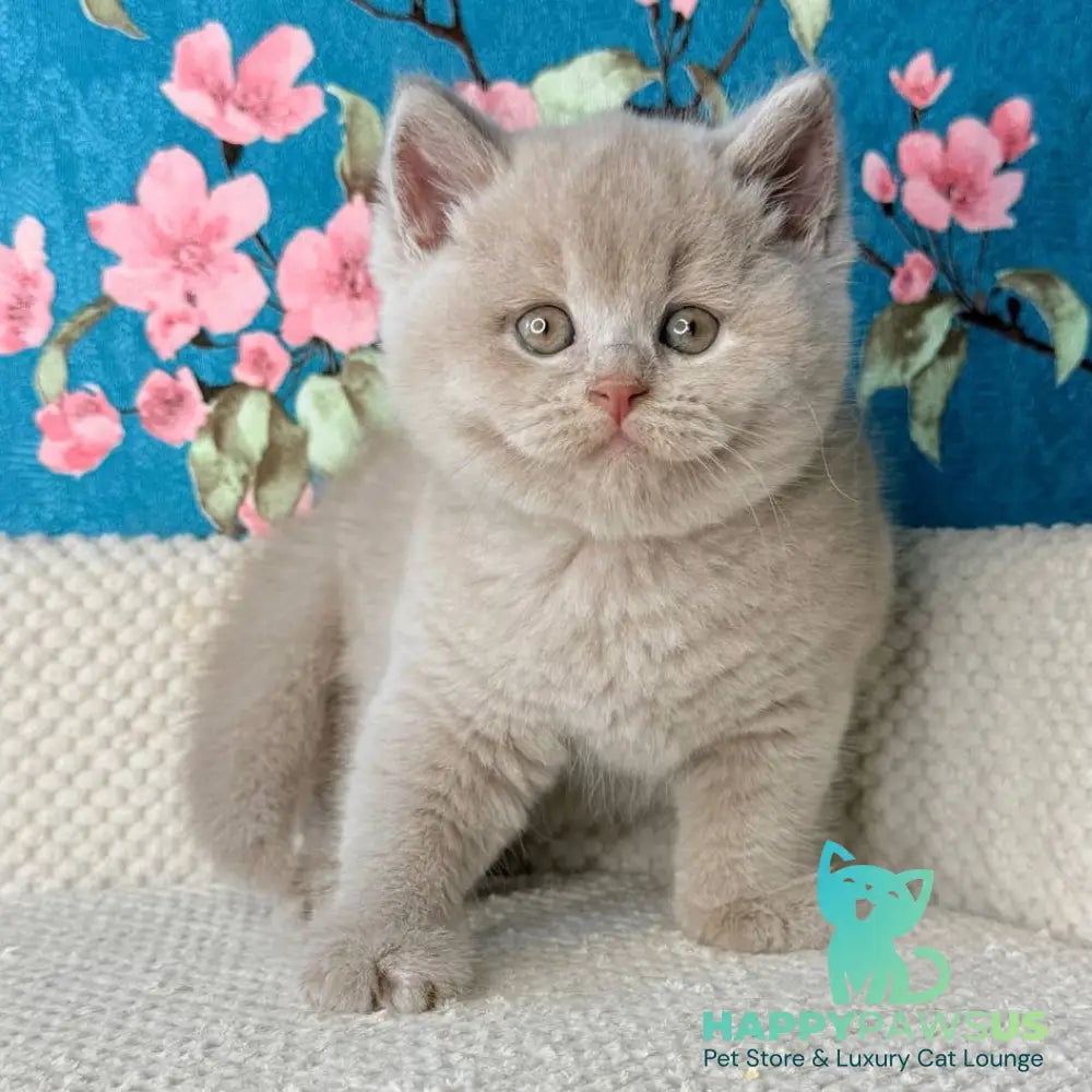 Gabby British Shorthair male fawn - live animals