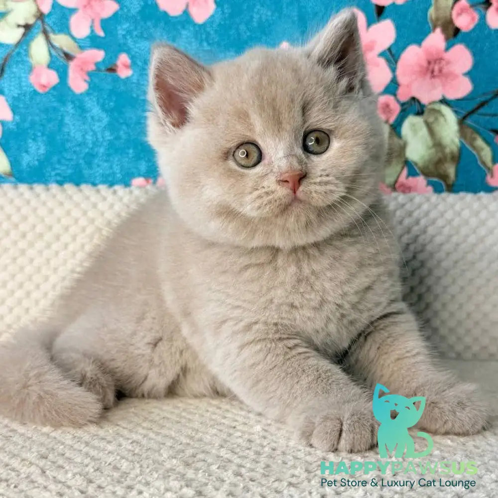 Gabby British Shorthair male fawn - live animals