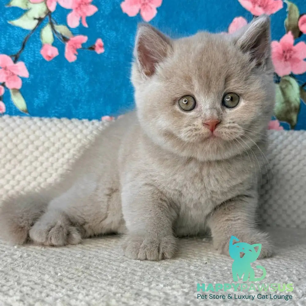 Gabby British Shorthair male fawn - live animals