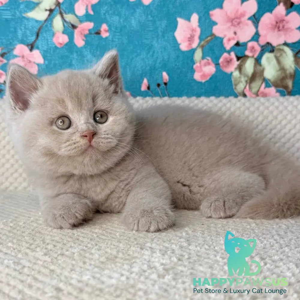 Gabby British Shorthair male fawn - live animals