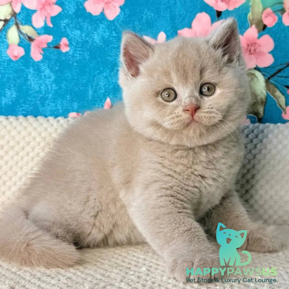 Gabby British Shorthair male fawn - live animals