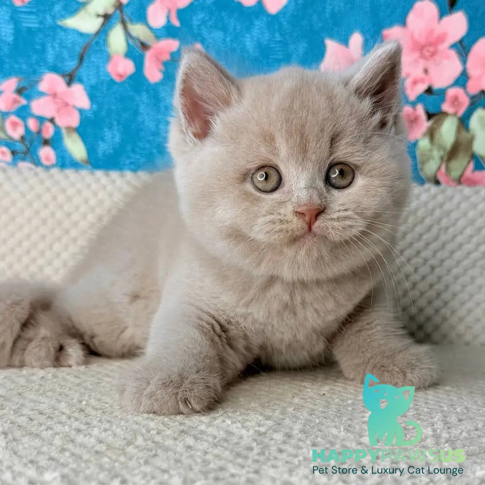 Gabby British Shorthair male fawn - live animals
