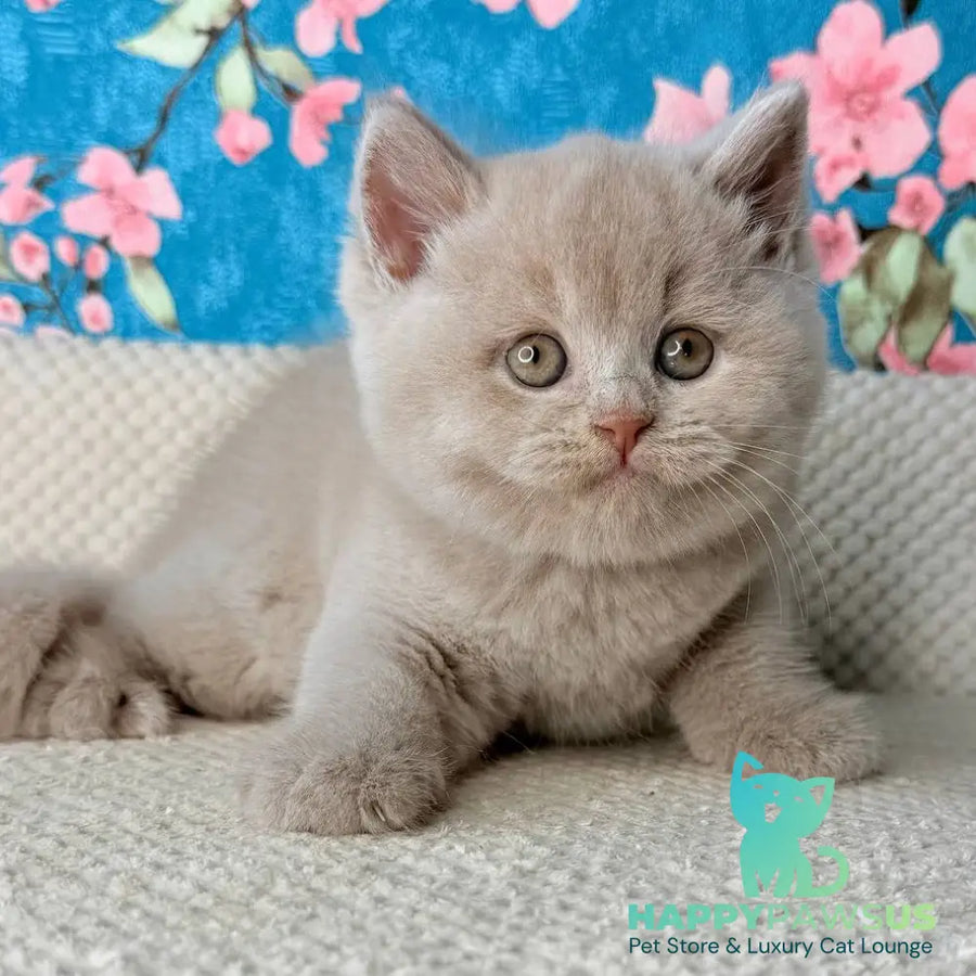 Gabby British Shorthair male fawn - live animals