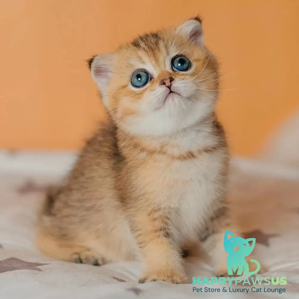 Gabby Scottish Fold female black golden ticked tabby - live animals