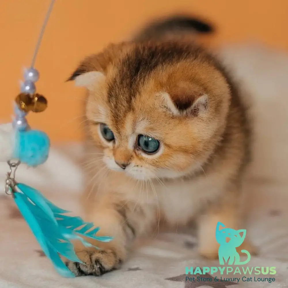 Gabby Scottish Fold female black golden ticked tabby - live animals