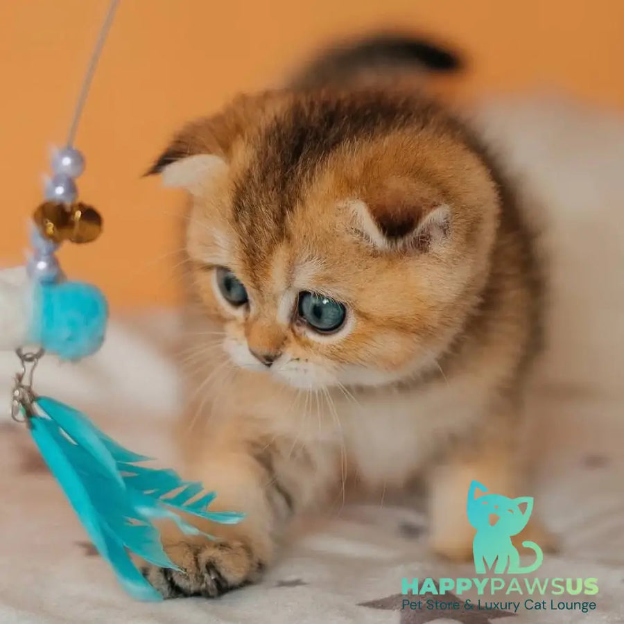 Gabby Scottish Fold female black golden ticked tabby - live animals
