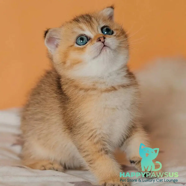 Gabby Scottish Fold female black golden ticked tabby - live animals