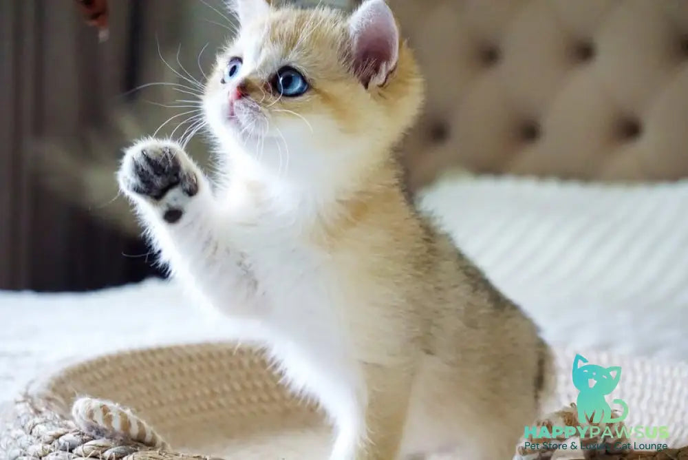 Gabi British Shorthair female black golden shaded with white - live animals