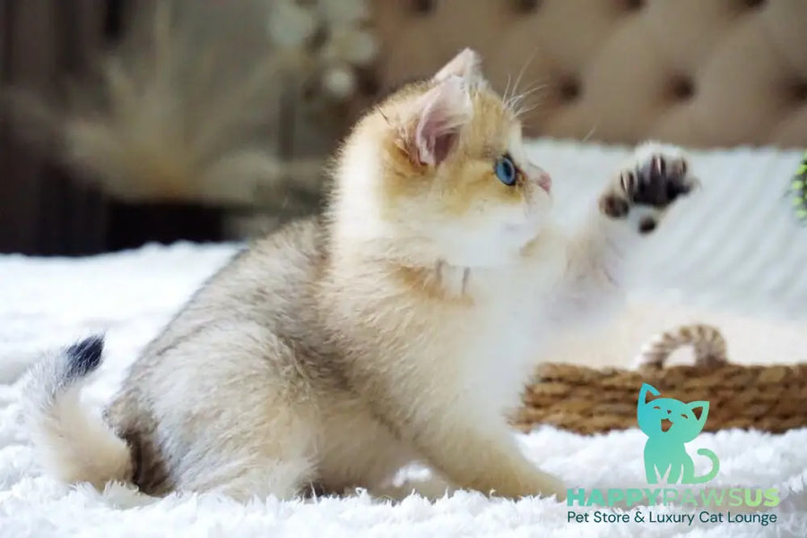 Gabi British Shorthair female black golden shaded with white - live animals