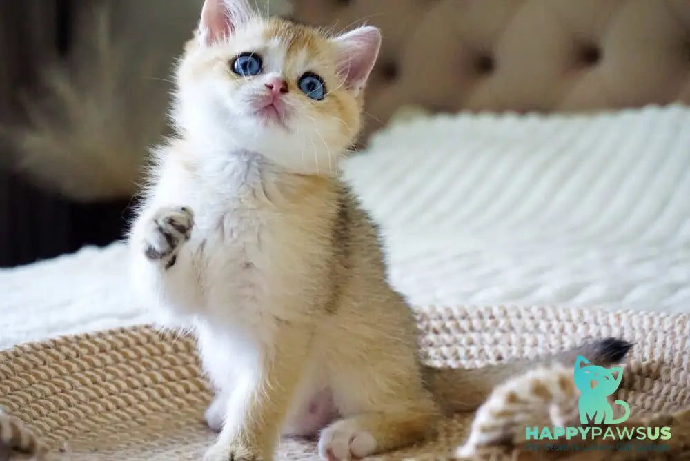 Gabi British Shorthair female black golden shaded with white - live animals