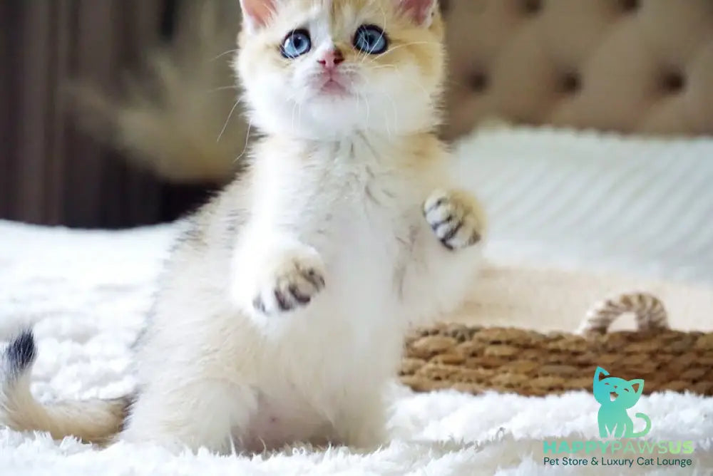 Gabi British Shorthair female black golden shaded with white - live animals