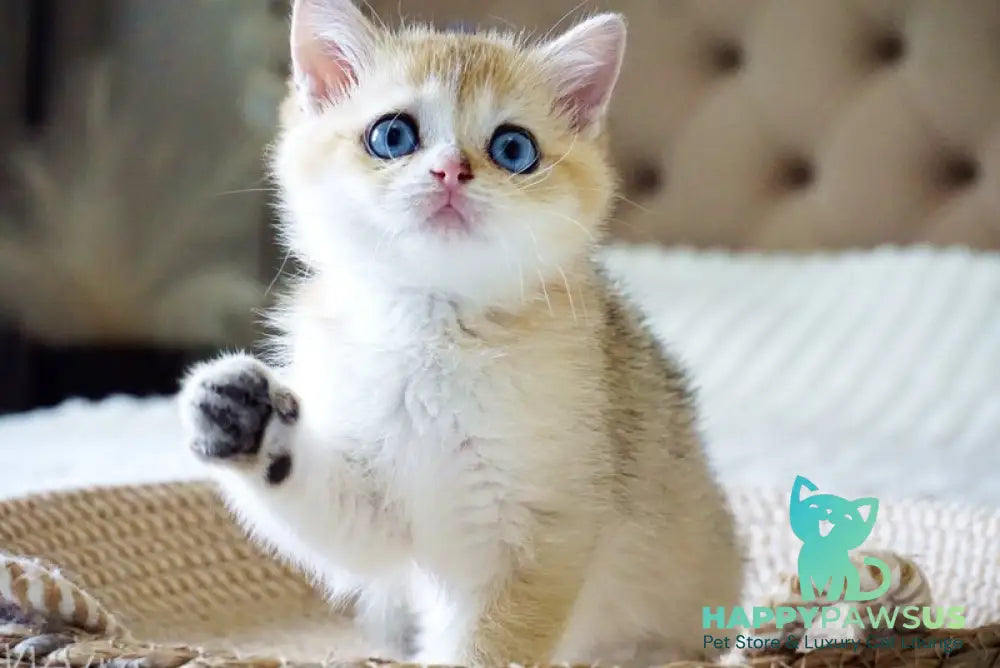 Gabi British Shorthair female black golden shaded with white - live animals
