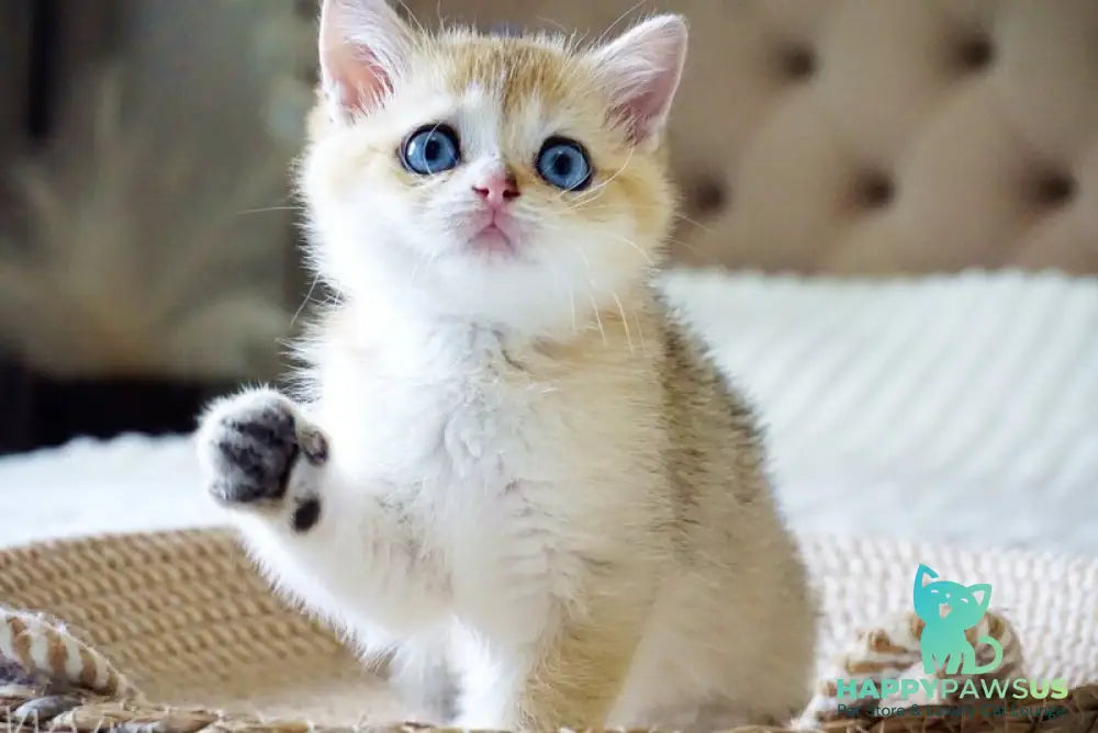 Gabi British Shorthair female black golden shaded with white - live animals