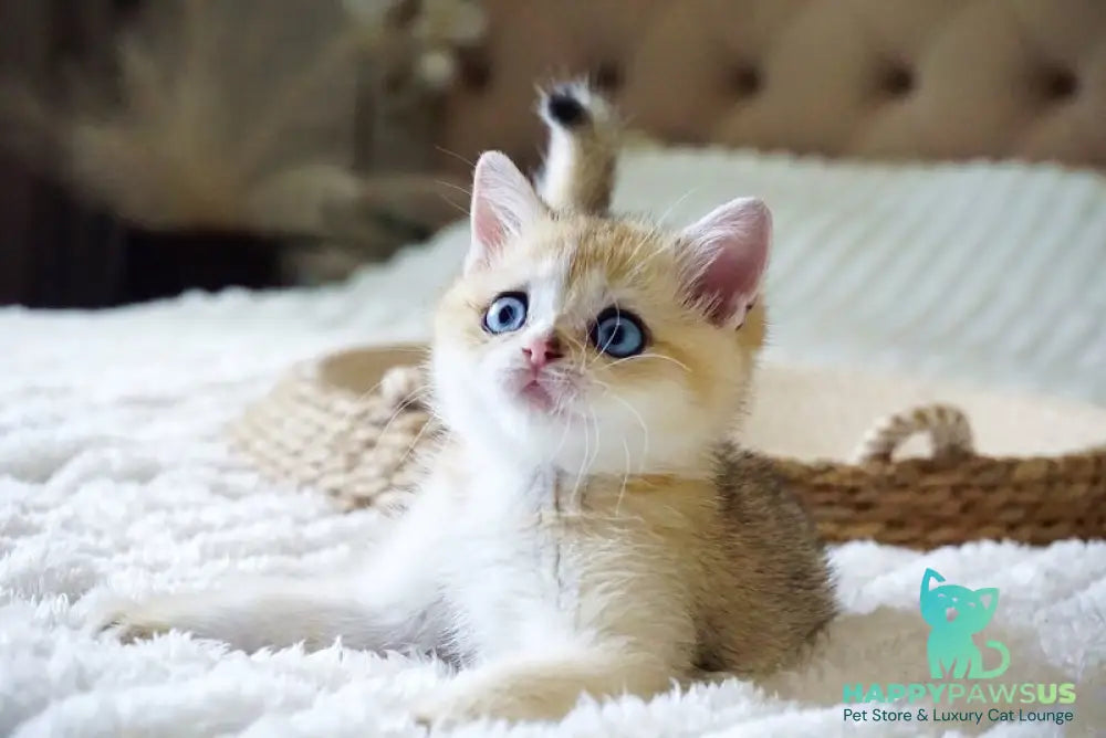 Gabi British Shorthair female black golden shaded with white - live animals