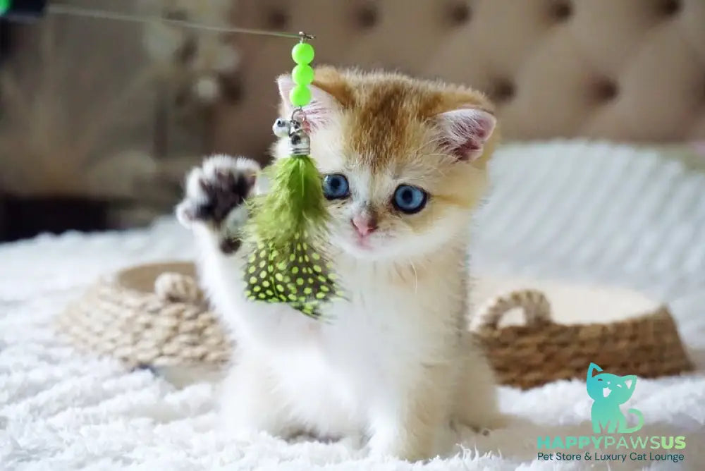 Gabi British Shorthair female black golden shaded with white - live animals