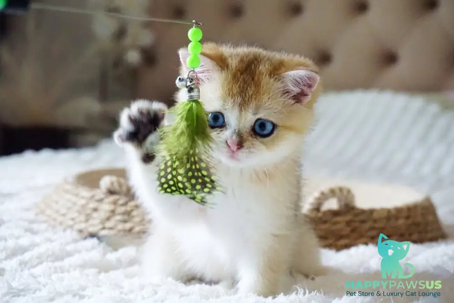 Gabi British Shorthair female black golden shaded with white - live animals